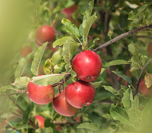 fruits vegetables packing new zealand limited