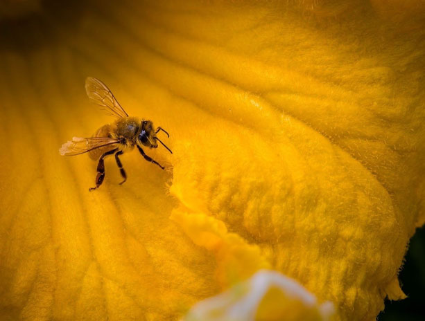 fruits vegetables packing new zealand limited