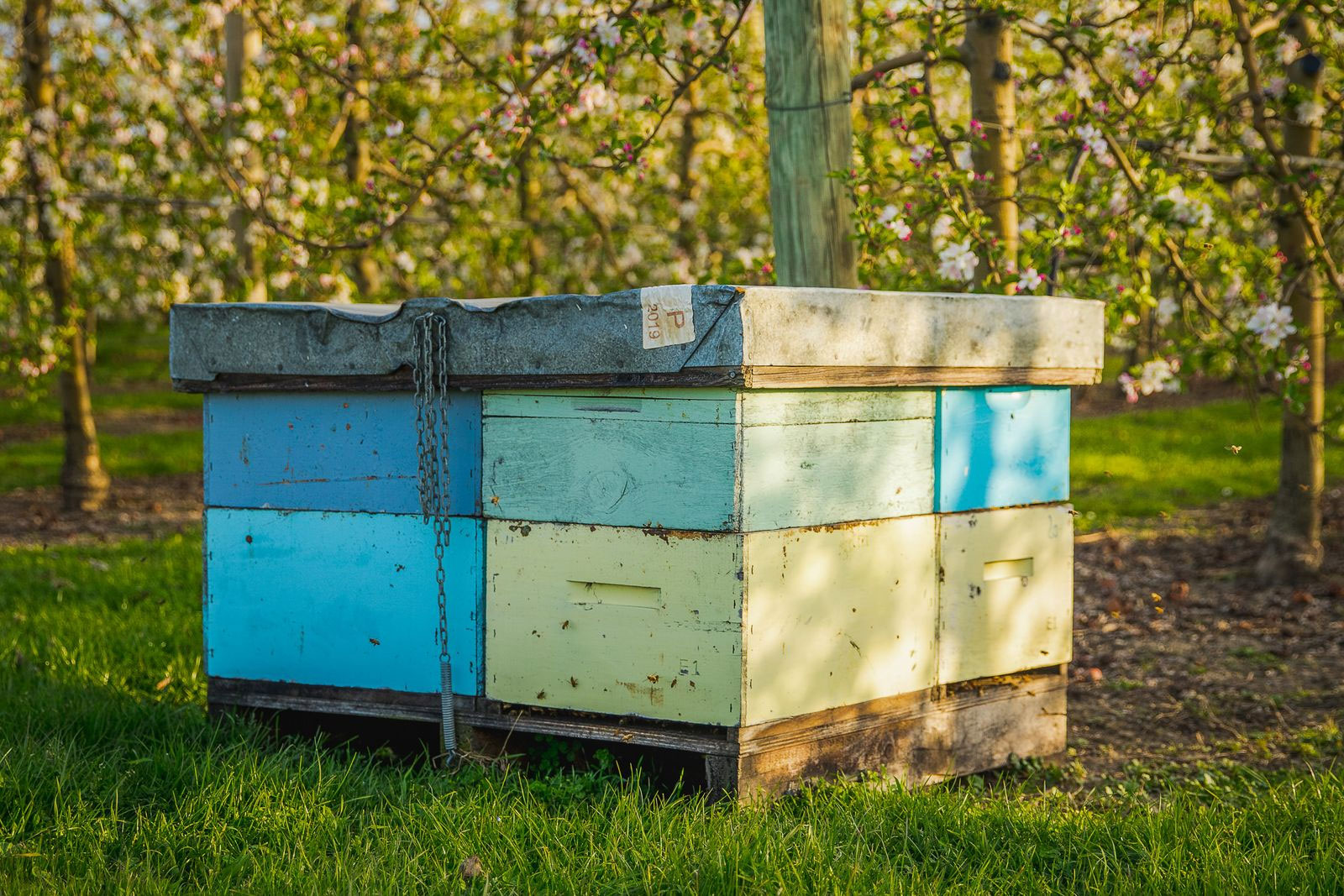 fruits vegetables packing new zealand limited
