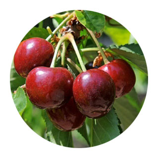 fruits vegetables packing new zealand limited