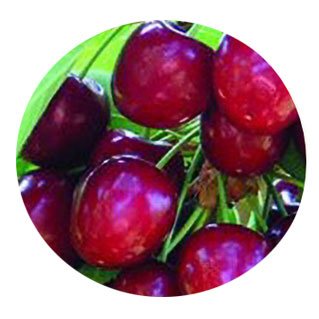 fruits vegetables packing new zealand limited