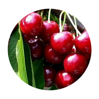 fruits vegetables packing new zealand limited