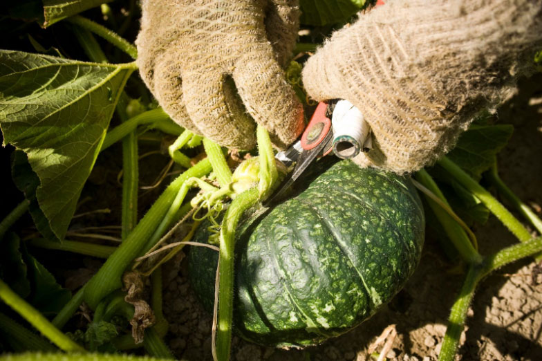 fruits vegetables packing new zealand limited
