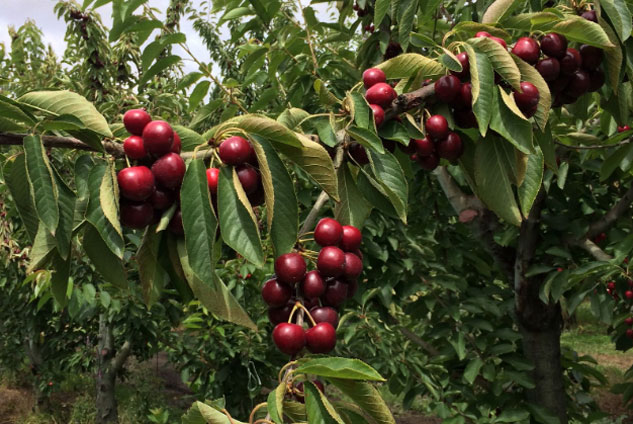 fruits vegetables packing new zealand limited