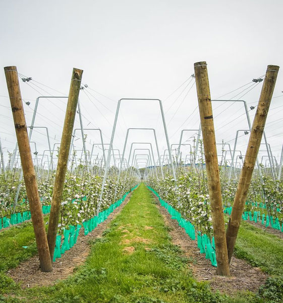 fruits vegetables packing new zealand limited